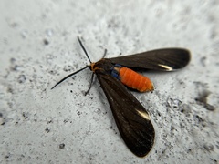 Dahana atripennis
