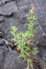 Hypericum scouleri