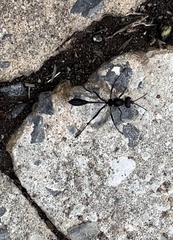 Eremnophila aureonotata