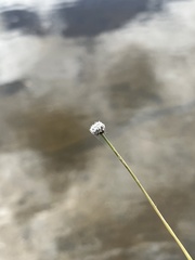 Eriocaulon aquaticum