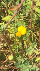 Lotus corniculatus