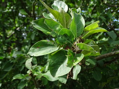 Malus sylvestris