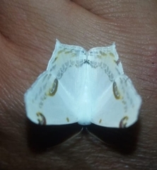 Sericoptera mahometaria