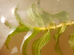 Potamogeton perfoliatus