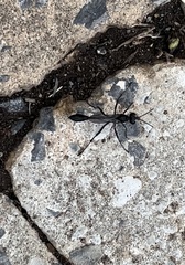 Eremnophila aureonotata