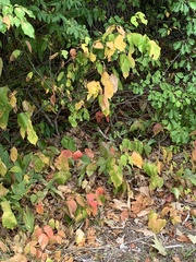 Toxicodendron rydbergii