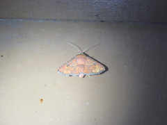 Monodecus