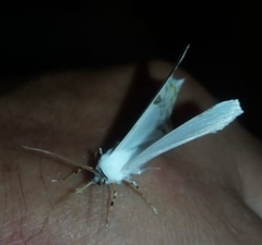 Sericoptera mahometaria