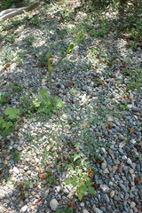 Conioselinum gmelinii