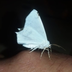 Sericoptera mahometaria