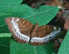 Adoliadini