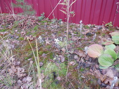 Artemisia ludoviciana