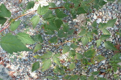 Rubus spectabilis