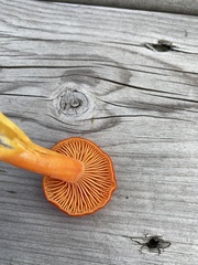 Hygrocybe punicea