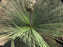 Xanthorrhoea acaulis