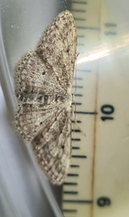 Idaea seriata