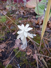 Artemisia ludoviciana
