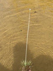 Eriocaulon aquaticum