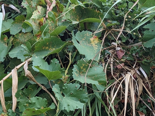 Grape Vine plant photo (Vitis vinifera)
