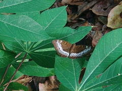 Adoliadini