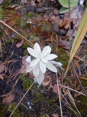 Artemisia ludoviciana
