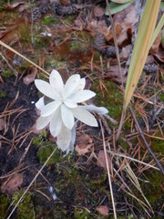 Artemisia ludoviciana