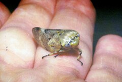Ptyelus grossus