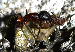 Camponotus ligniperda