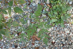 Conioselinum gmelinii