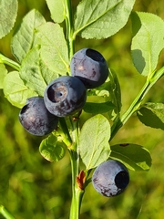 Vaccinium myrtillus