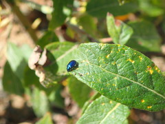 Plagiodera versicolora