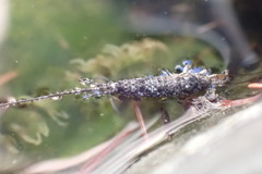 Archaeognatha