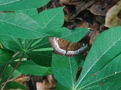 Adoliadini