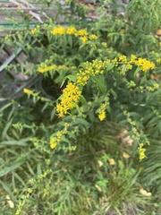 Solidago ulmifolia