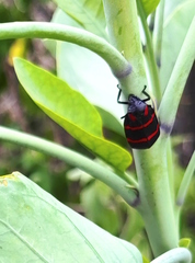 Huaina inca