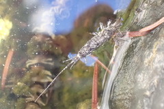 Archaeognatha
