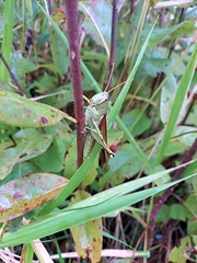 Schistocerca obscura