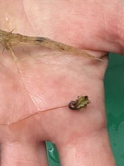 Eriocaulon aquaticum