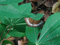 Adoliadini