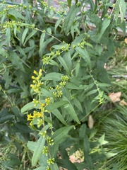 Solidago ulmifolia