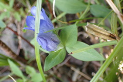 Gentiana sceptrum