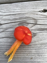 Hygrocybe punicea