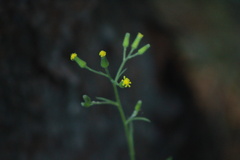 Senecio viscosus