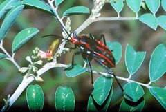 Heteroptera