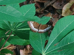 Adoliadini