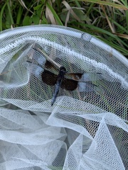 Libellula luctuosa