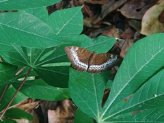 Adoliadini