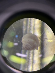 Chione elevata