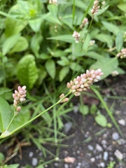 Persicaria
