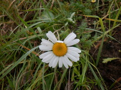 Leucanthemum